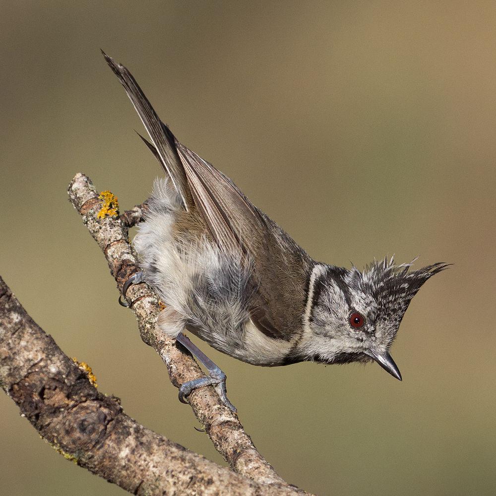 凤头山雀 / European Crested Tit / Lophophanes cristatus