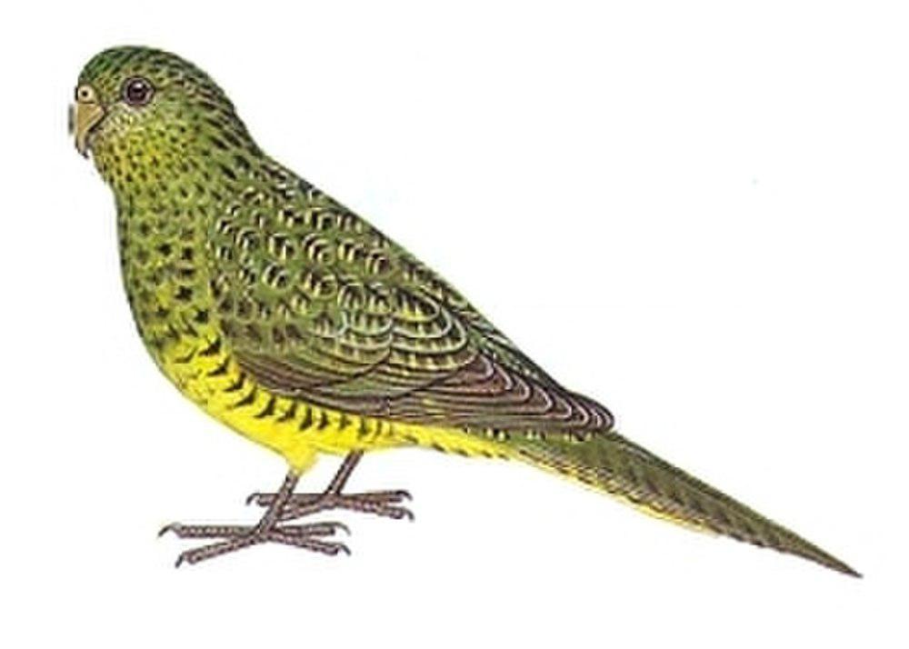 夜鹦鹉 / Night Parrot / Pezoporus occidentalis