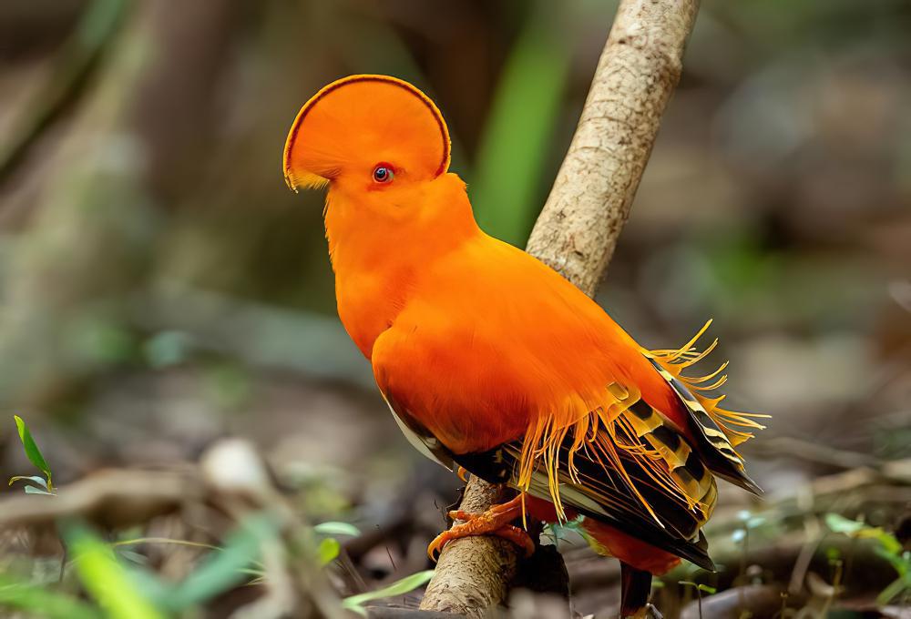 圭亚那冠伞鸟 / Guianan Cock-of-the-rock / Rupicola rupicola