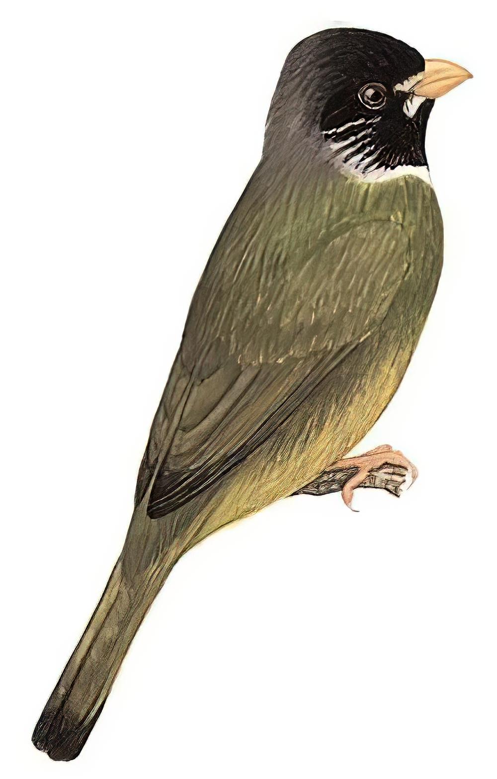 领雀嘴鹎 / Collared Finchbill / Spizixos semitorques