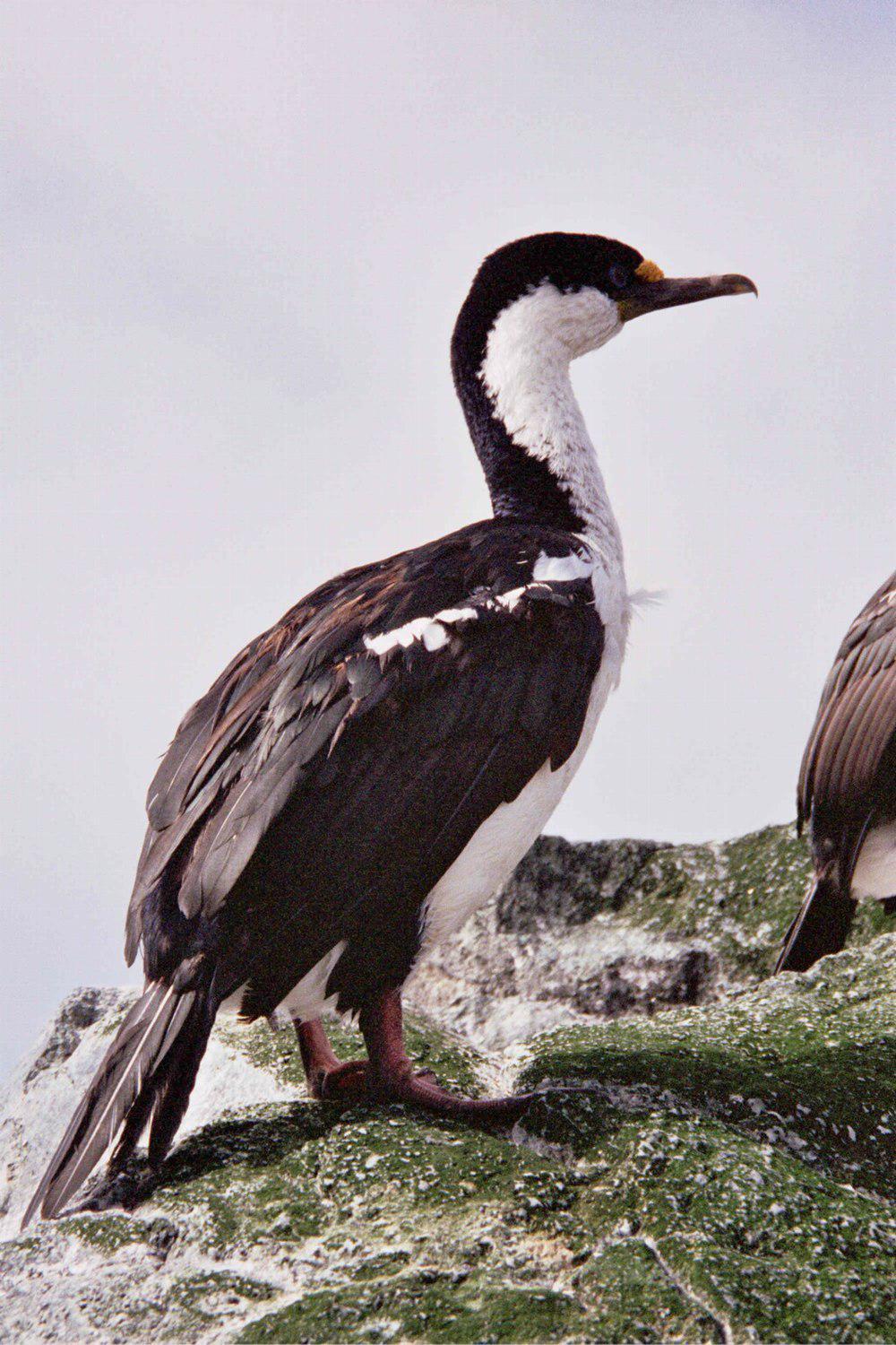 麦岛鸬鹚 / Macquarie Shag / Leucocarbo purpurascens
