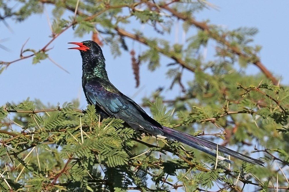 绿林戴胜 / Green Wood Hoopoe / Phoeniculus purpureus