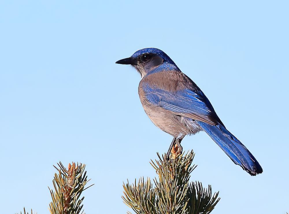 伍氏丛鸦 / Woodhouse\'s Scrub Jay / Aphelocoma woodhouseii
