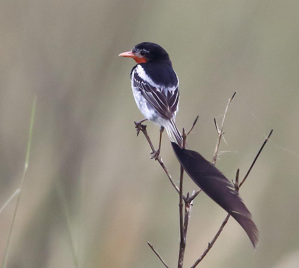 异尾霸鹟 / Strange-tailed Tyrant / Alectrurus risora