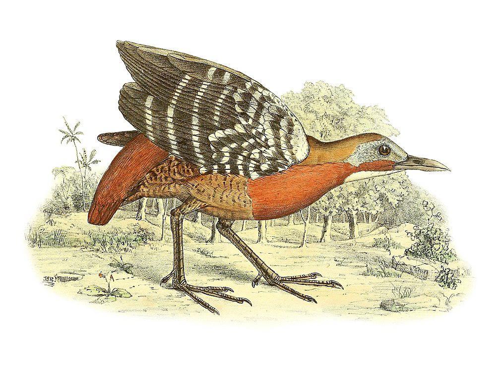 马岛林秧鸡 / Madagascan Wood Rail / Mentocrex kioloides