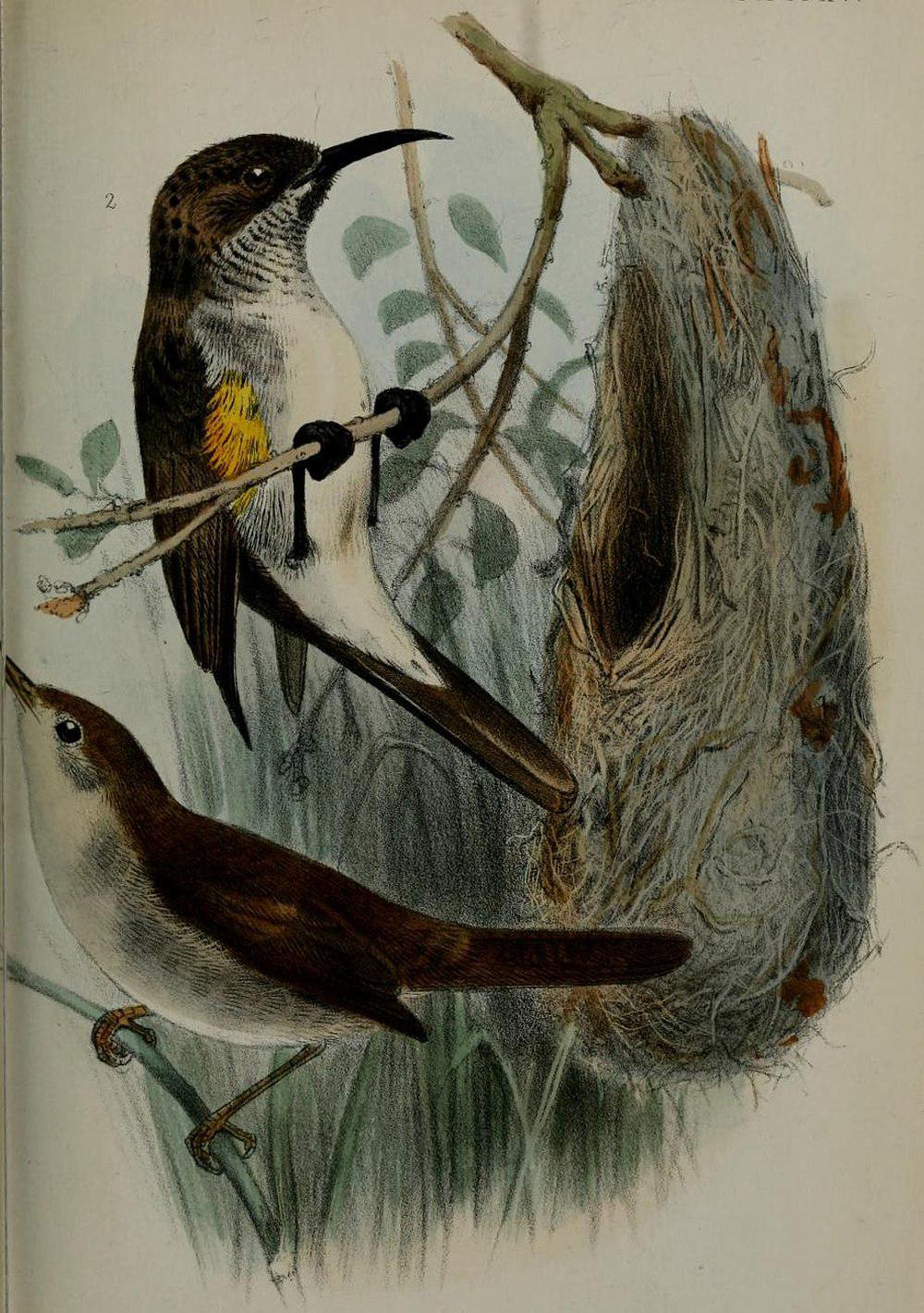 索科花蜜鸟 / Socotra Sunbird / Chalcomitra balfouri