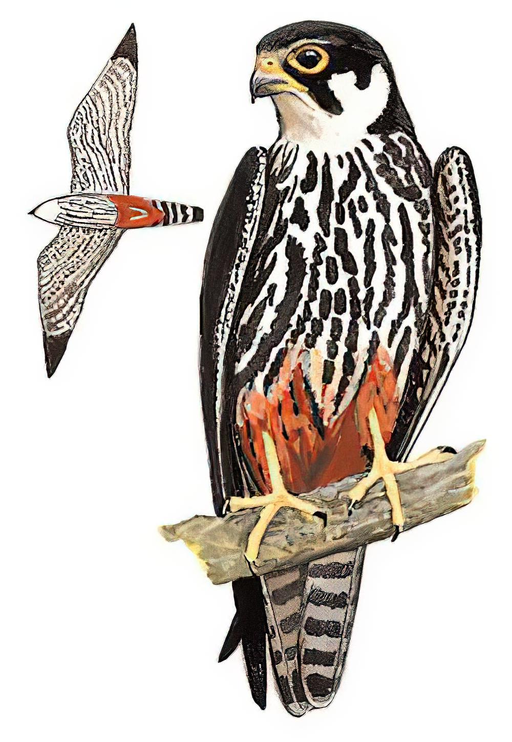 燕隼 / Eurasian Hobby / Falco subbuteo