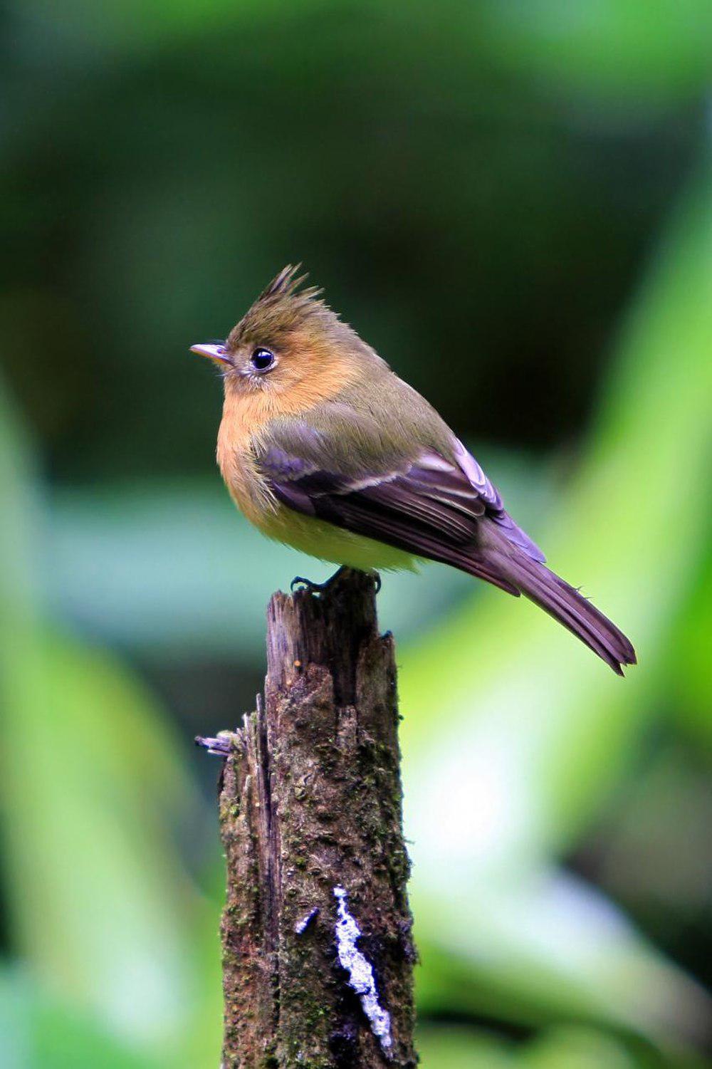 领霸鹟 / Northern Tufted Flycatcher / Mitrephanes phaeocercus