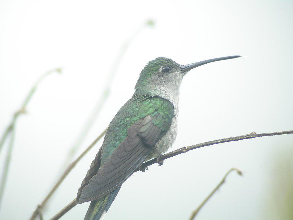 灰胸刀翅蜂鸟 / Grey-breasted Sabrewing / Campylopterus largipennis