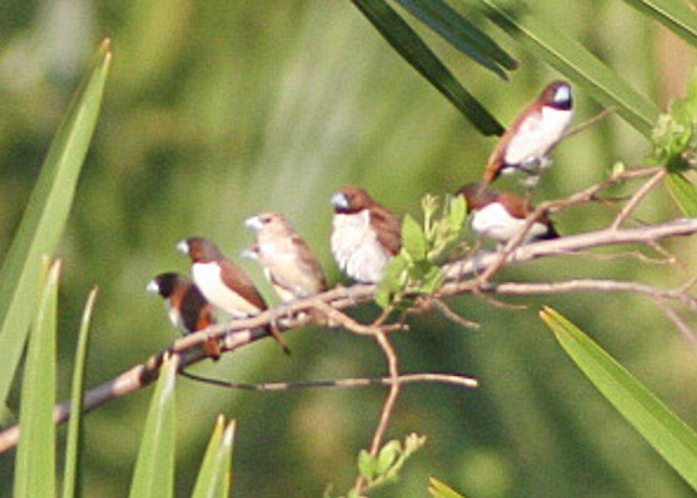 五彩文鸟 / Five-colored Munia / Lonchura quinticolor