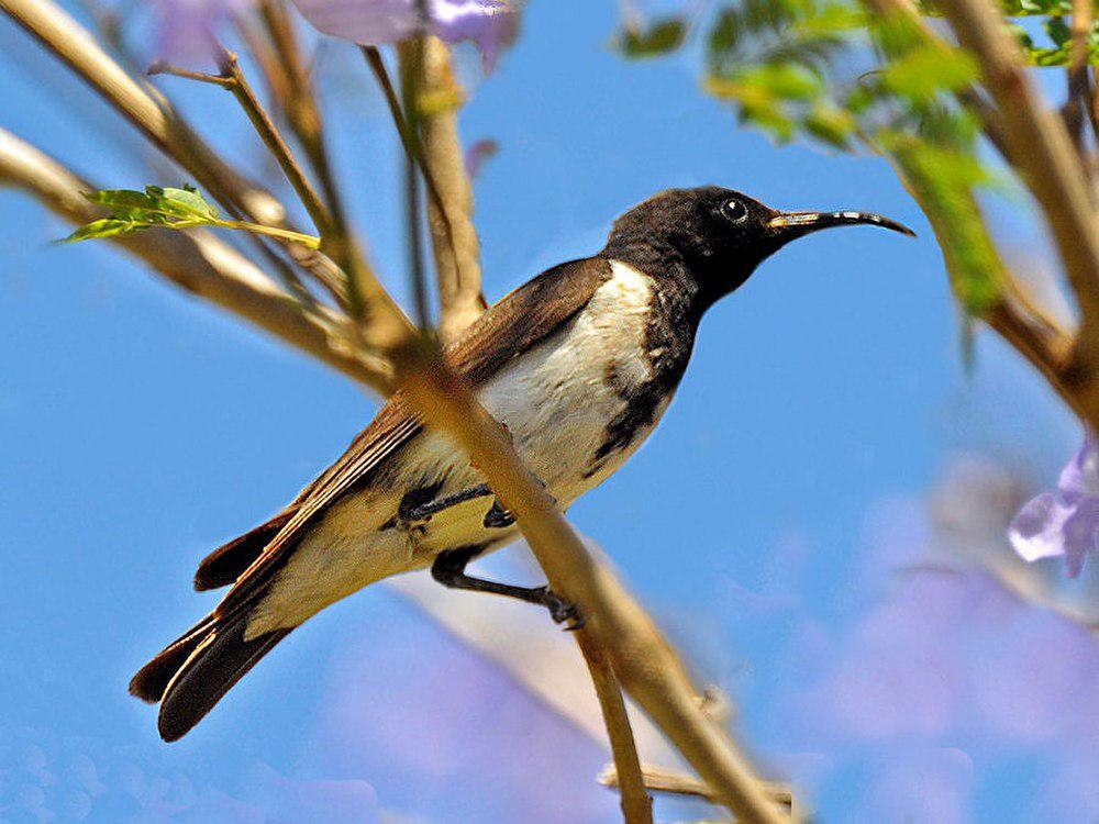黑吸蜜鸟 / Black Honeyeater / Sugomel niger