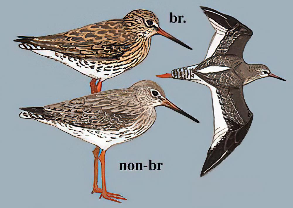 红脚鹬 / Common Redshank / Tringa totanus