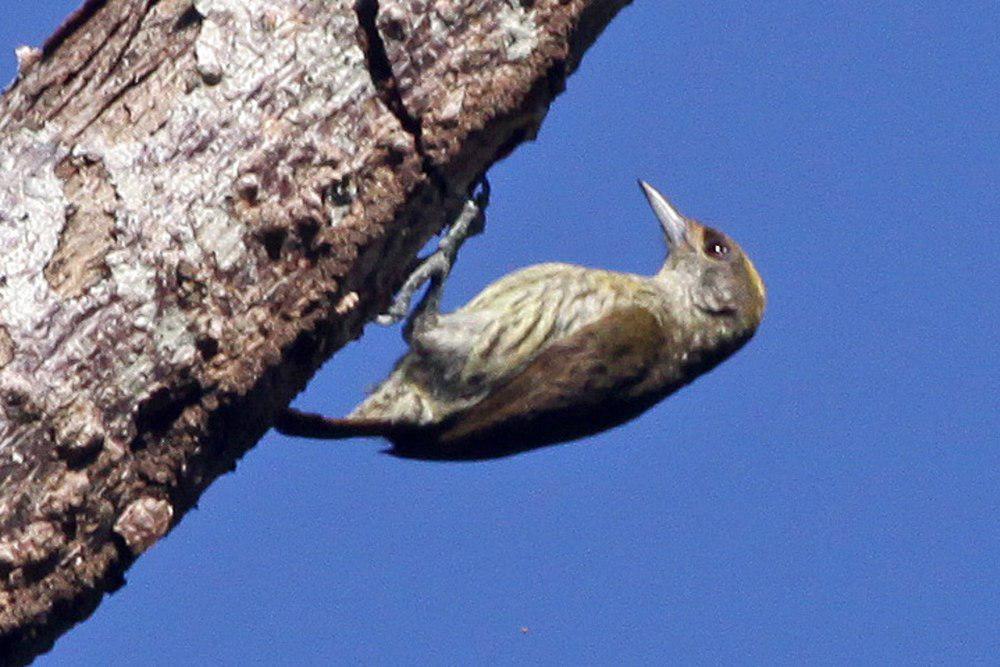 安岛姬啄木鸟 / Antillean Piculet / Nesoctites micromegas