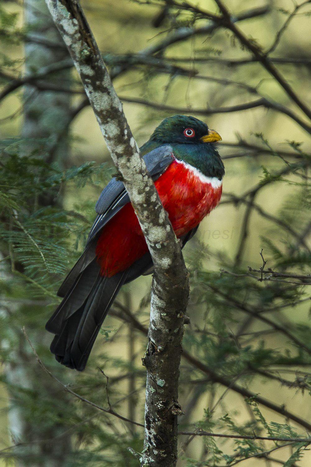 厄瓜多尔美洲咬鹃 / Ecuadorian Trogon / Trogon mesurus