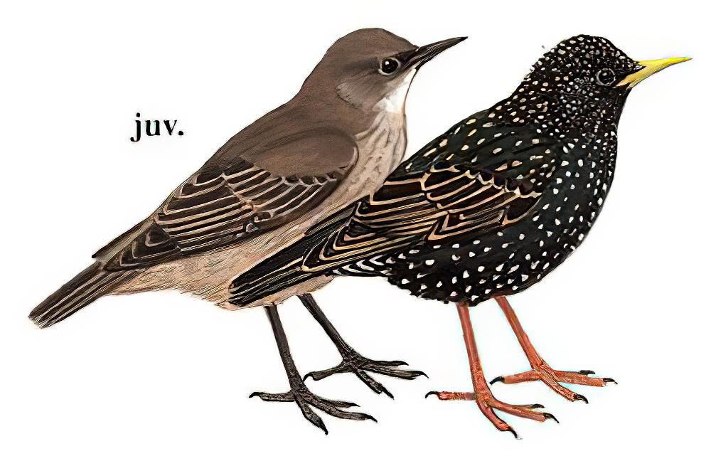 紫翅椋鸟 / Common Starling / Sturnus vulgaris