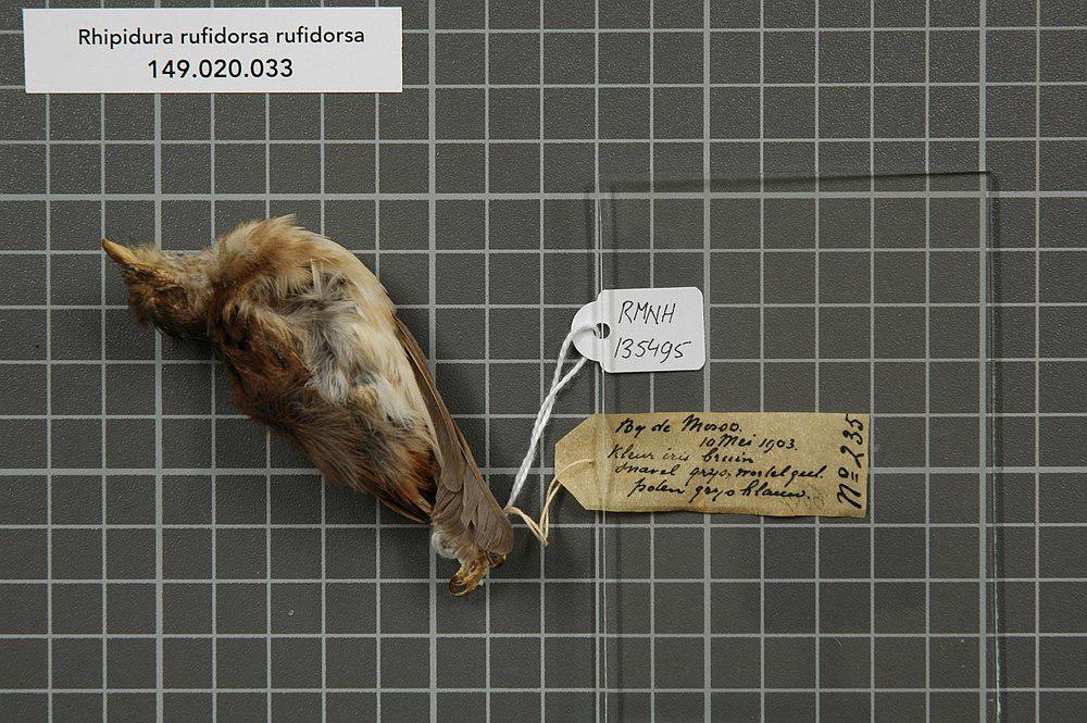 灰胸扇尾鹟 / Rufous-backed Fantail / Rhipidura rufidorsa