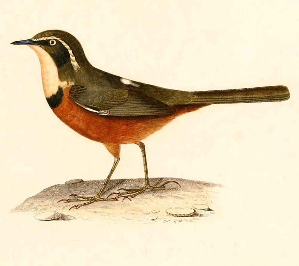 绿冠月胸窜鸟 / Olive-crowned Crescentchest / Melanopareia maximiliani