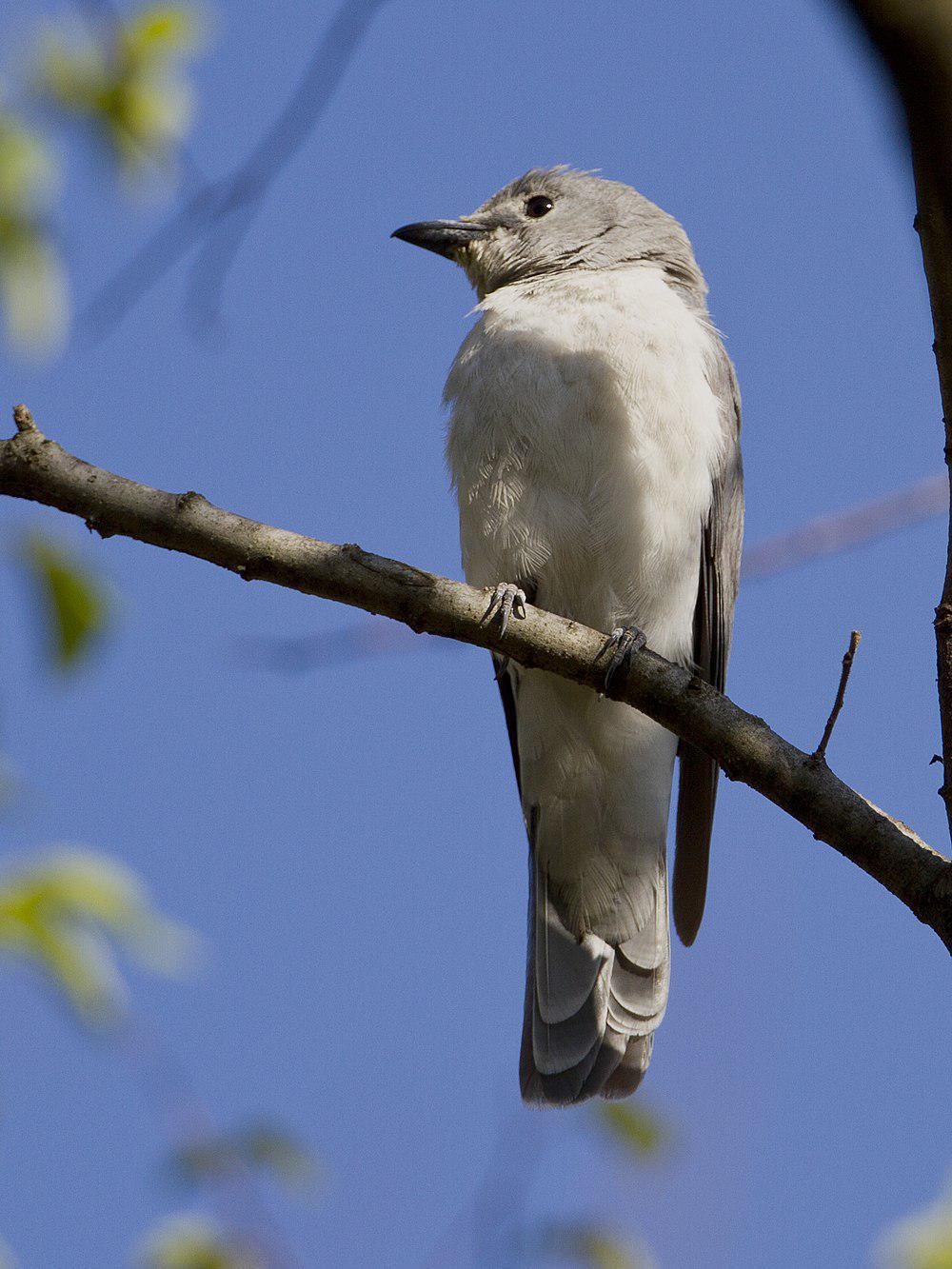 白胸鹃鵙 / White-breasted Cuckooshrike / Ceblepyris pectoralis