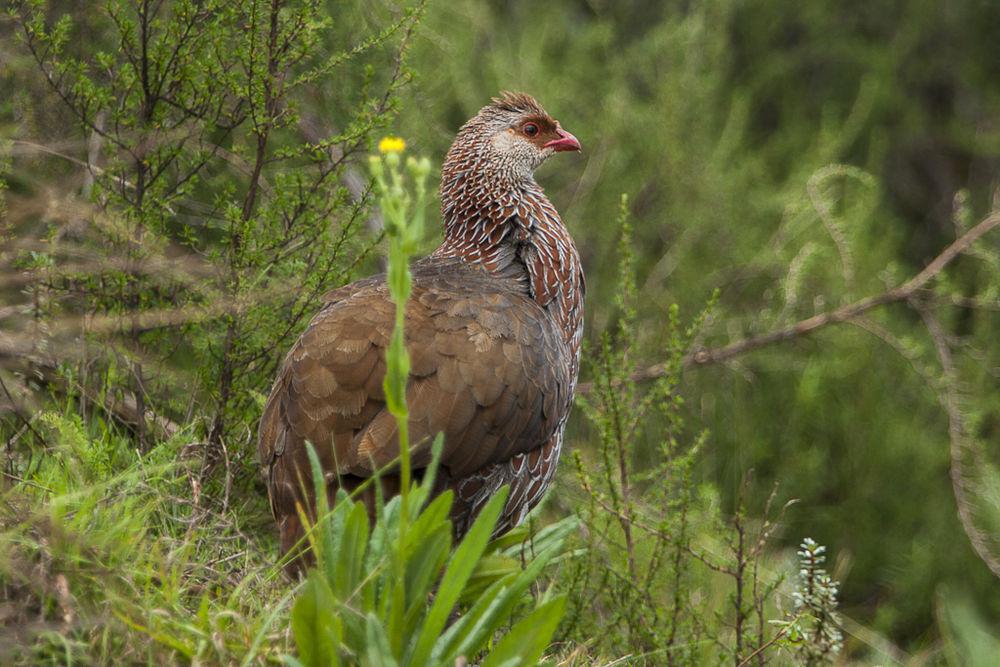 肯尼亚鹧鸪 / Jackson\'s Spurfowl / Pternistis jacksoni