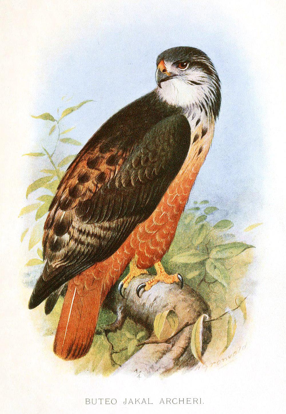 索马里鵟 / Archer\'s Buzzard / Buteo archeri