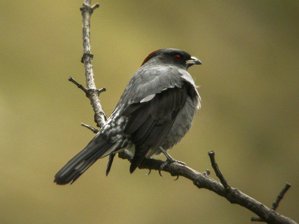 红冠伞鸟 / Red-crested Cotinga / Ampelion rubrocristatus
