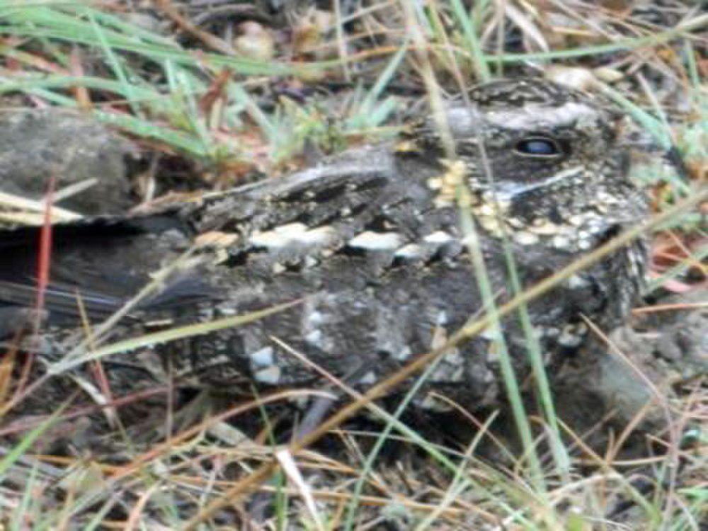 乌夜鹰 / Sombre Nightjar / Caprimulgus fraenatus