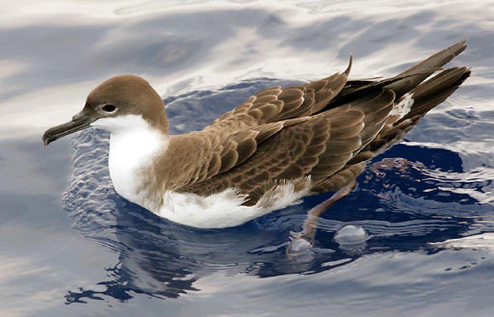 大鹱 / Great Shearwater / Ardenna gravis