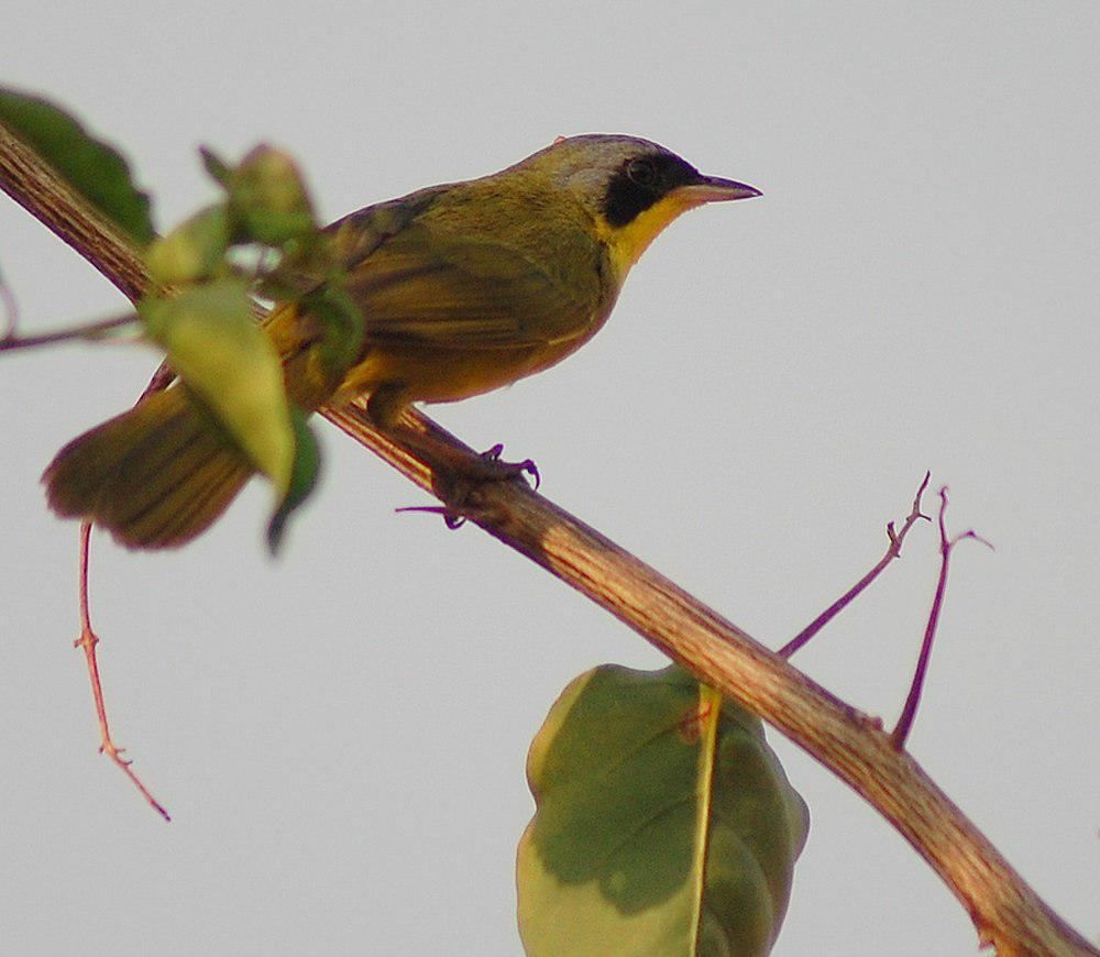 黑眼先黄喉地莺 / Black-lored Yellowthroat / Geothlypis auricularis
