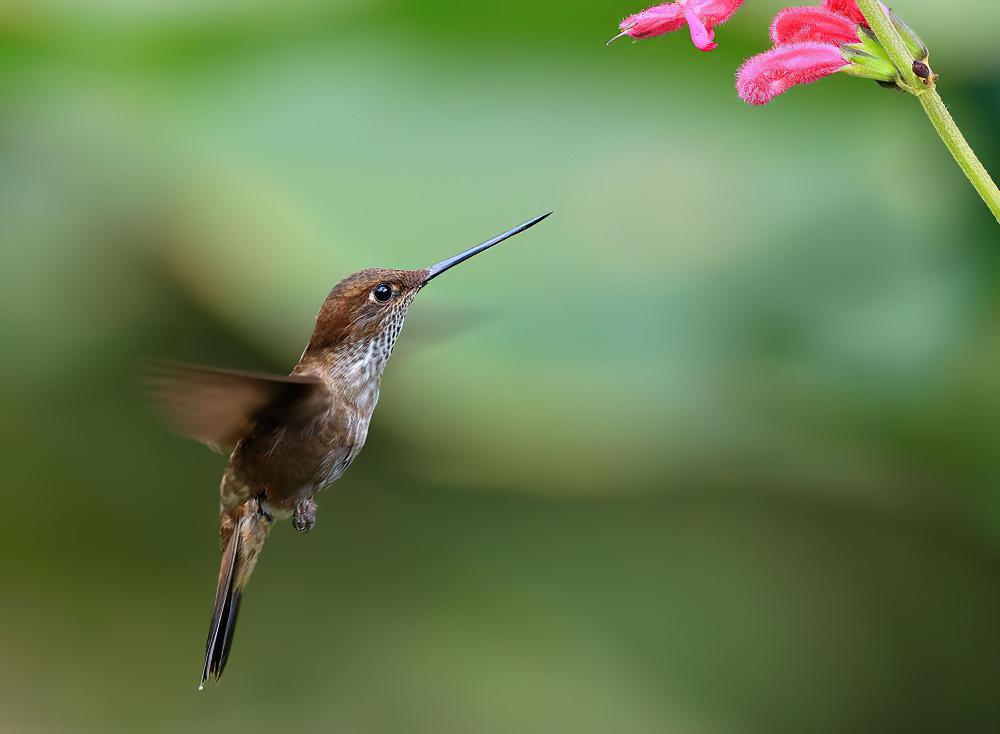 褐星额蜂鸟 / Brown Inca / Coeligena wilsoni