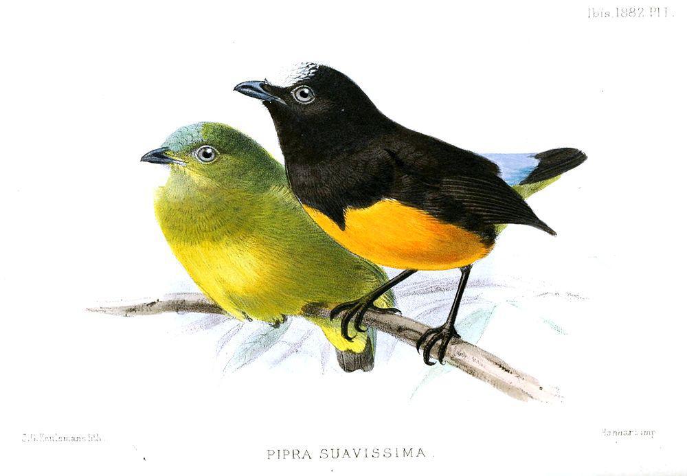 特普伊娇鹟 / Orange-bellied Manakin / Lepidothrix suavissima