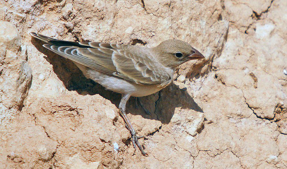 淡色石雀 / Pale Rockfinch / Carpospiza brachydactyla