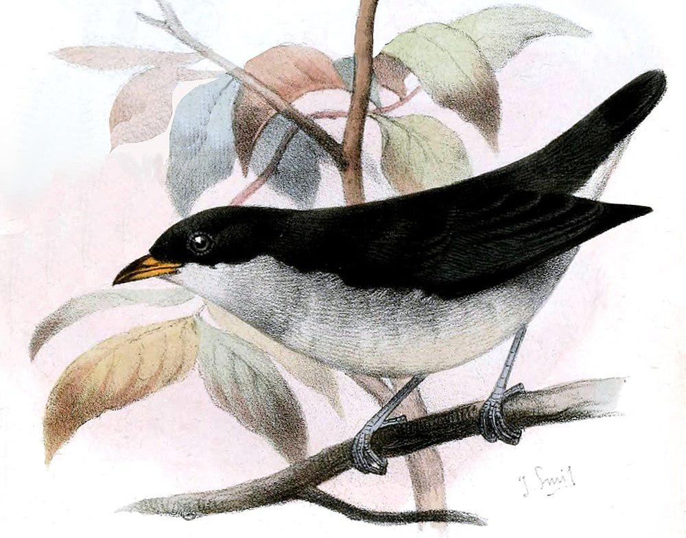 红纹啄花鸟 / Red-keeled Flowerpecker / Dicaeum australe