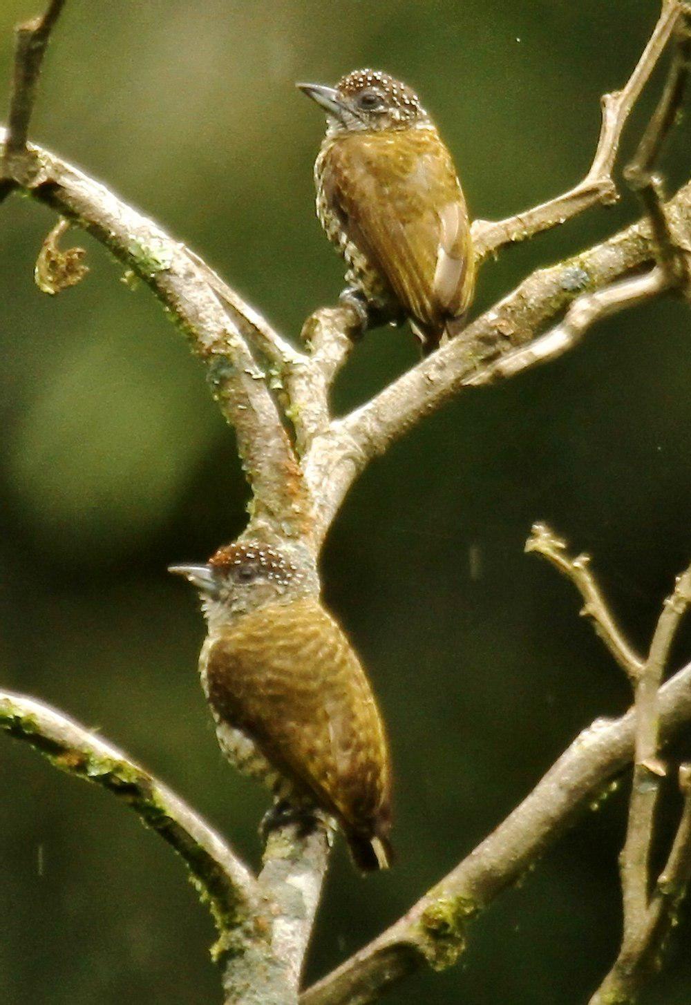 拉氏姬啄木鸟 / Lafresnaye\'s Piculet / Picumnus lafresnayi