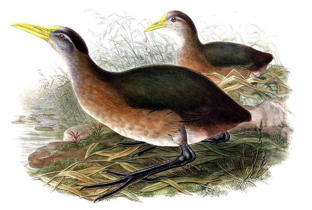 新几内亚秧鸡 / New Guinea Flightless Rail / Megacrex inepta
