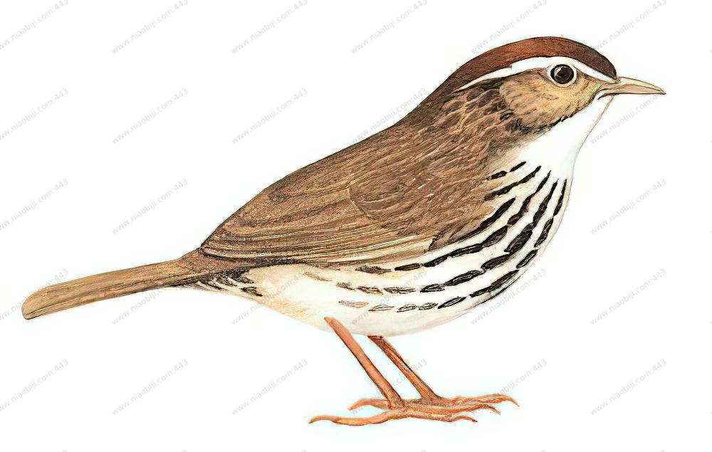 棕头幽鹛 / Puff-throated Babbler / Pellorneum ruficeps
